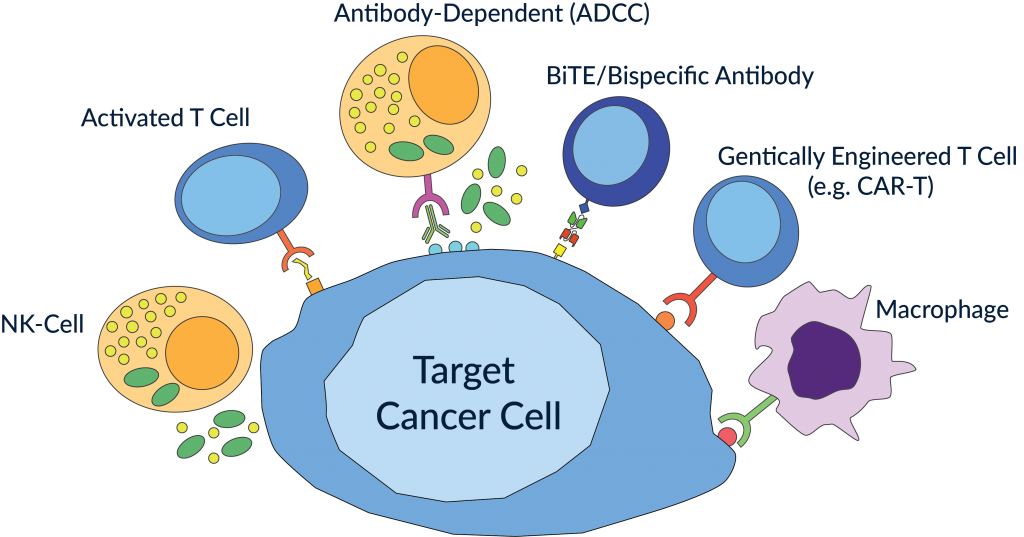 Immunotherapy Killing Cancer