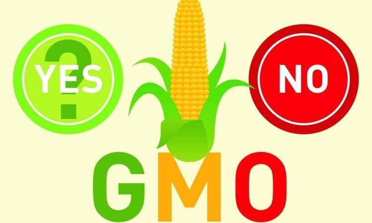 What Are GMOs And Should You Be Afraid?