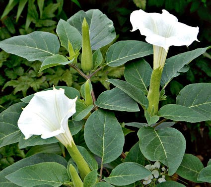 Datura white