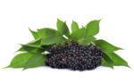 elderberry