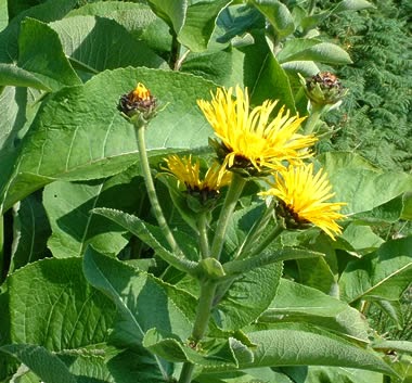 inula-helenium-3