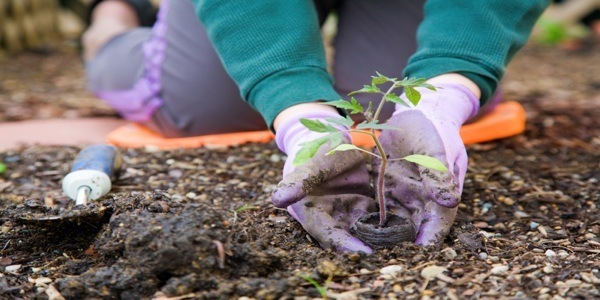 Kill Cancer By Growing A Garden?