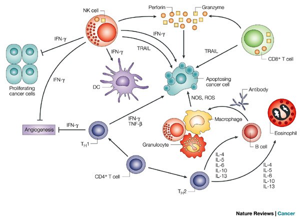 Possible Drawbacks and Benefits Cytokine Therapies For Cancer