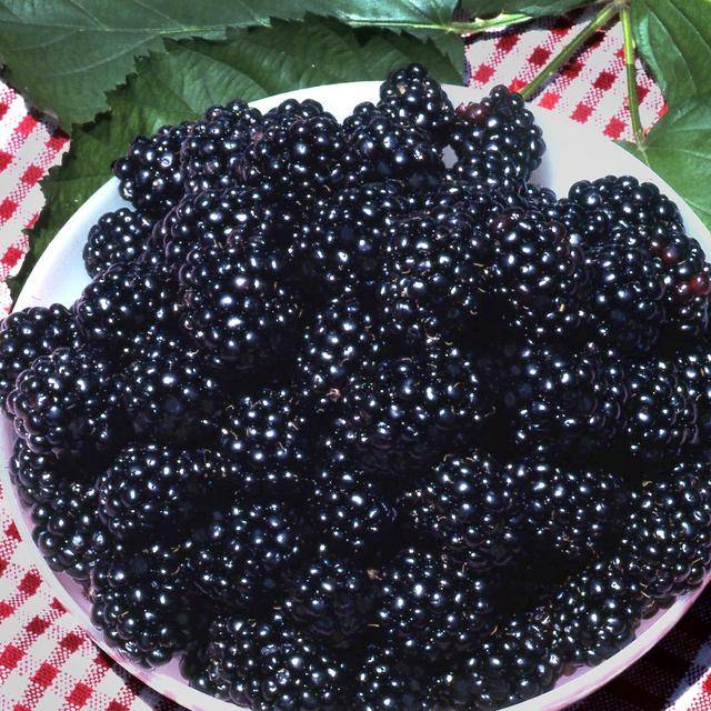 5 Reasons Why You... Should Be Eating More Blackberries