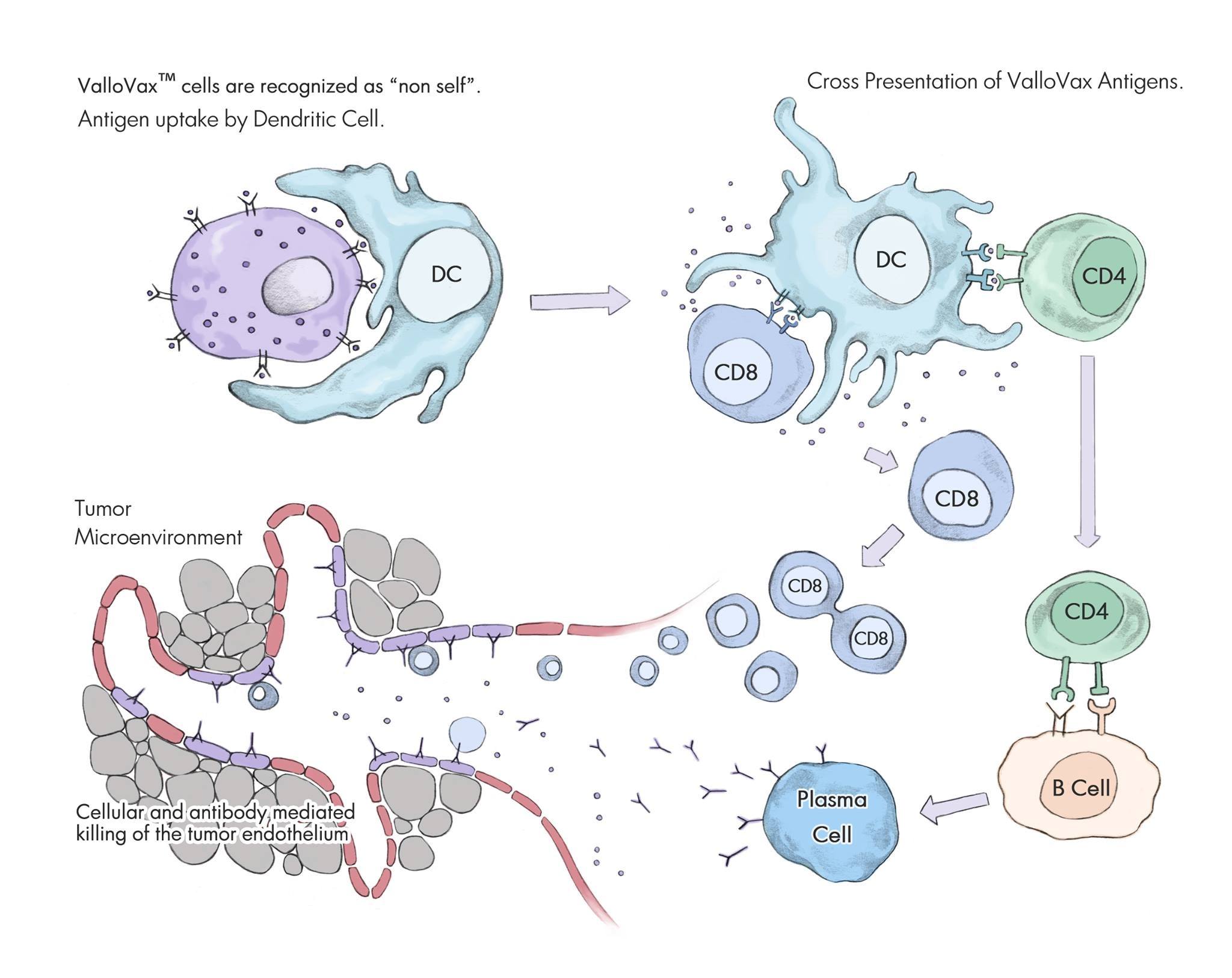 Vallovax