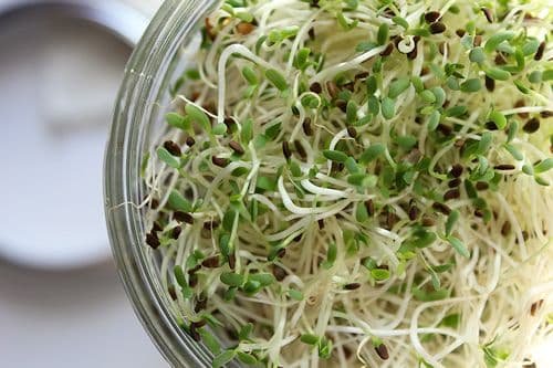 Are You Eating ENOUGH Sprouts? If You're A Human, Probably Not