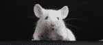 mice
