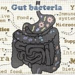 gut microbiome