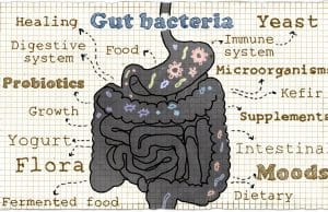 gut microbiome