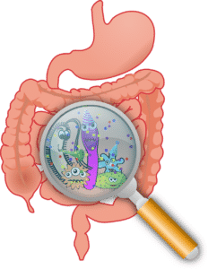 gut microbiome