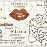 gut health